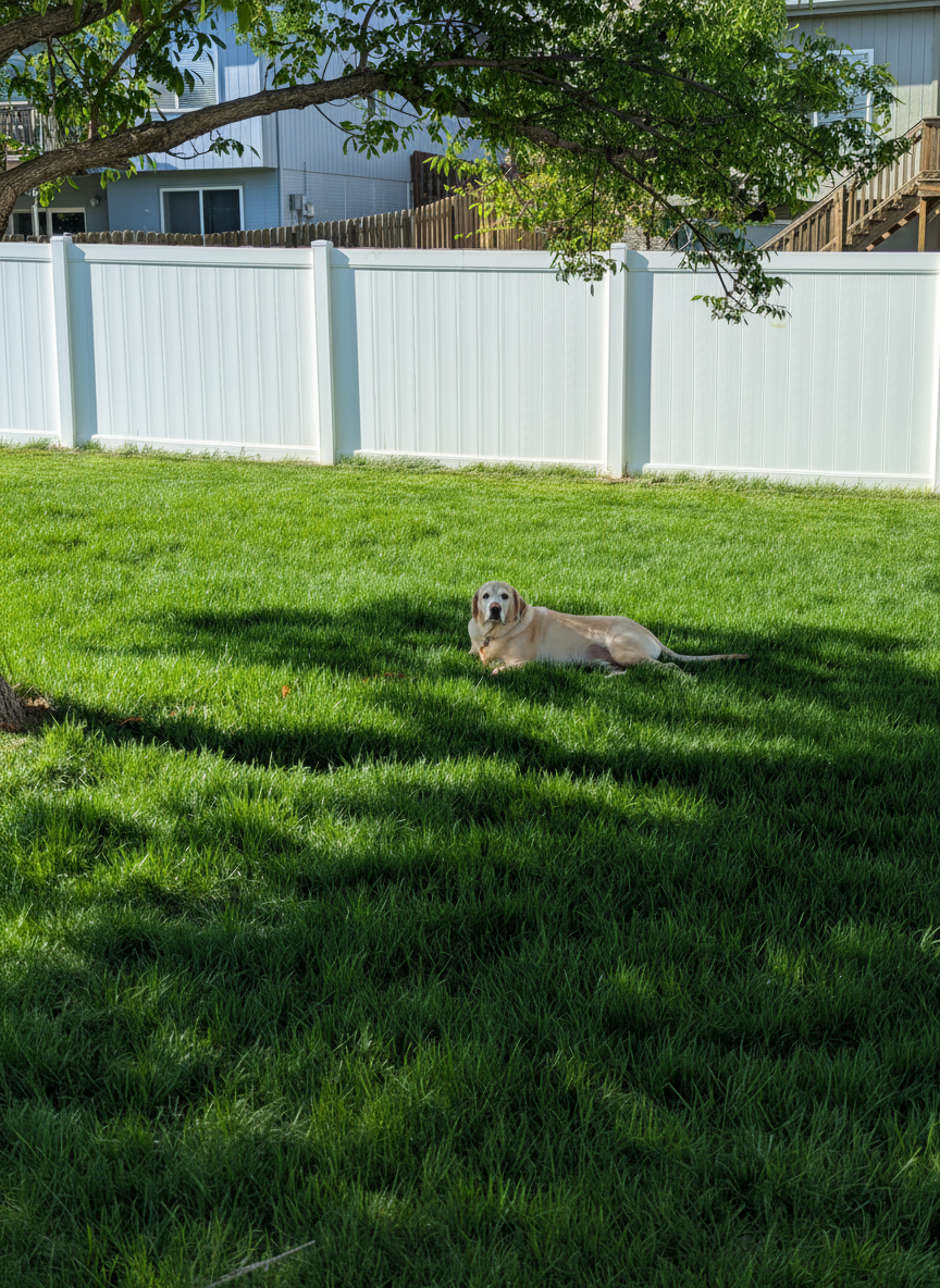 Enhance the existing photo for maximum clarity: improve sharpness, fine detail, and natural resolution while preserving the exact same dog, lawn, fence, tree, lighting, composition, and realistic appearance. Do not add, remove, or alter anything in the scene.