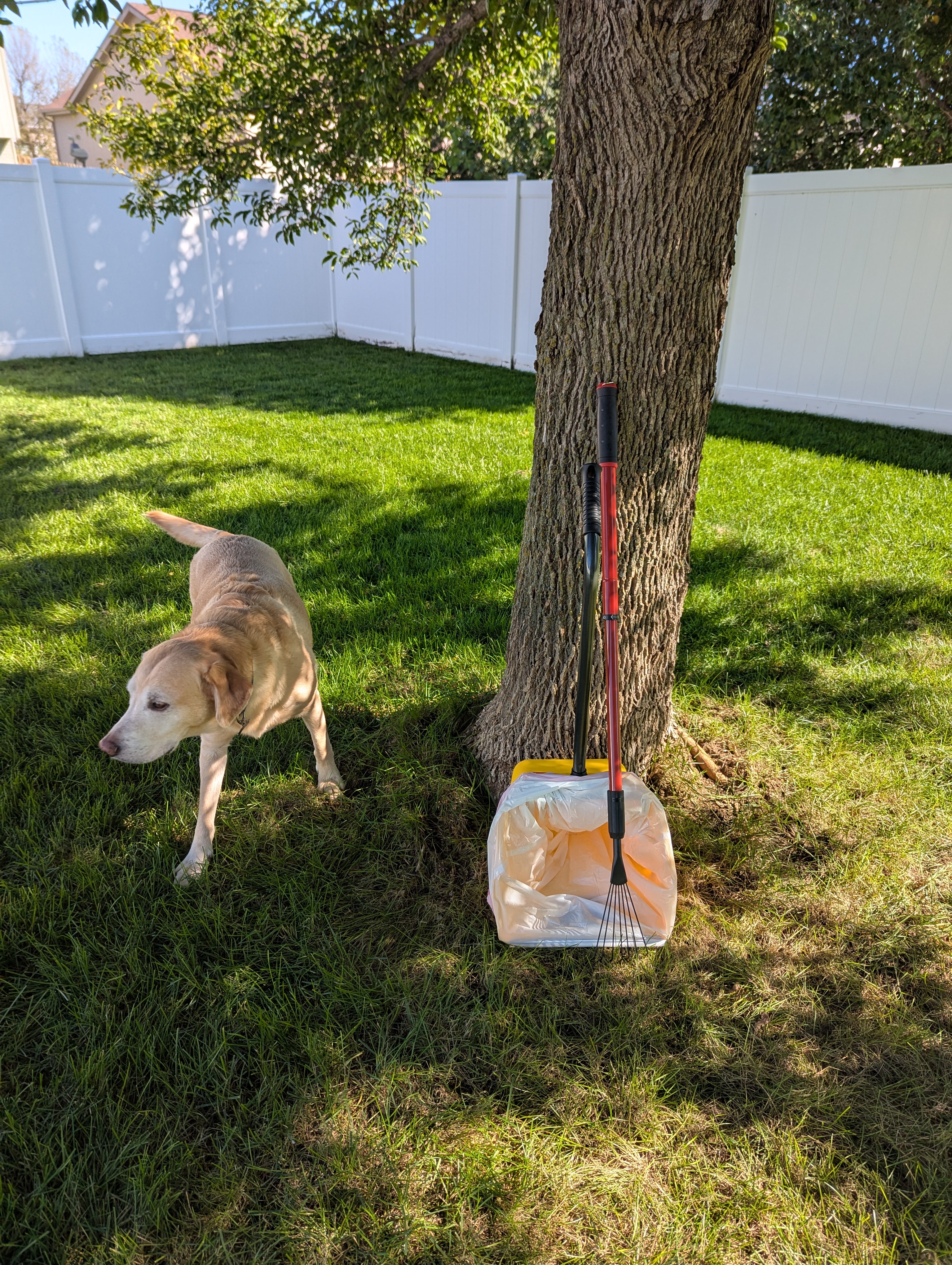 A neatly maintained Omaha backyard with lush green grass and a white vinyl fence, showcasing two medium-sized dogs playing with a bright blue ball in the foreground. In one corner, a closed, lidded pet waste bin and a clean metal scooper with a tidy rake lean against a small concrete pad, emphasizing cleanliness without showing any waste. Soft late-morning sunlight creates crisp, natural shadows and highlights the even texture of the lawn. Photographed at eye level in photographic realism with a wide depth of field, the composition feels bright, trustworthy, and welcoming, perfect for illustrating a professional pet waste removal service and the result of a regularly scooped yard.
